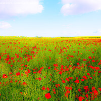 Buy canvas prints of Poppy field by Derek Daniel