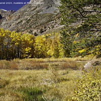 Buy canvas prints of Lundy Canyon, Sierra Nevada by Derek Daniel