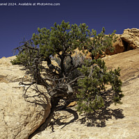 Buy canvas prints of Tree in Rock by Derek Daniel