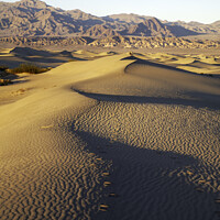 Buy canvas prints of Mesquite Sand Dunes, Stovepipe Wells, Death Valley by Derek Daniel
