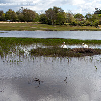 Buy canvas prints of Nesting Swans at Hatchet Pond by Derek Daniel