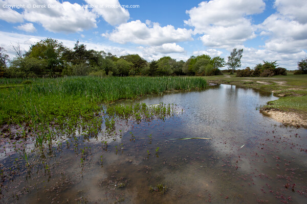 Tranquil Waters of Hatchet Pond Picture Board by Derek Daniel