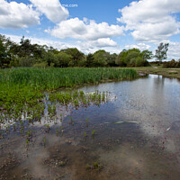 Buy canvas prints of Tranquil Waters of Hatchet Pond by Derek Daniel