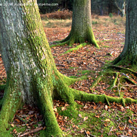 Buy canvas prints of Moss covered tree trunks by Derek Daniel