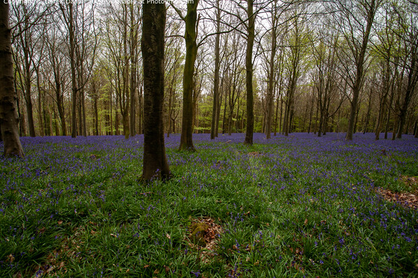 Bluebell Wood Morning, Winchester Picture Board by Derek Daniel