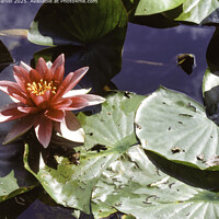 Fragrant White Water Lily