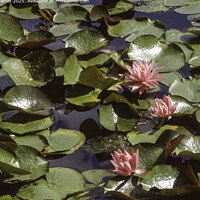 Tranquil Weymouth Water Lilies