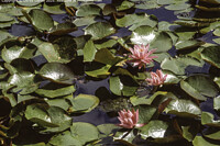 Click to show how this picture will look as a piece of wall art