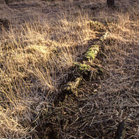 Decaying Forest Landscape Abstract