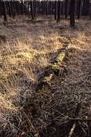 Click to show how this picture will look as a piece of wall art