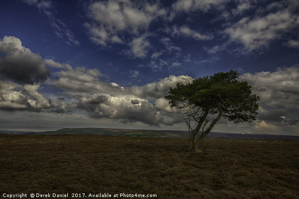 Tree, North Yorkshire Moors Picture Board by Derek Daniel