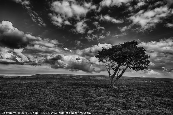Tree, North Yorkshire Moors (mono) Picture Board by Derek Daniel
