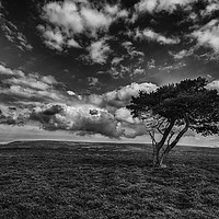 Buy canvas prints of Tree, North Yorkshire Moors (mono) by Derek Daniel