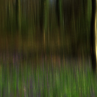 Buy canvas prints of Abstract Blurred Trees by Derek Daniel