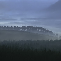 Buy canvas prints of Feshiebridge Forest, Cairngorms by Derek Daniel