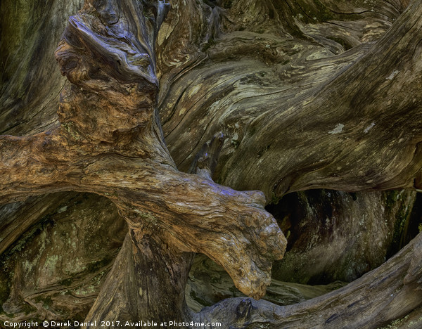 Tree Root, Mariposa Grove, Yosemite Picture Board by Derek Daniel