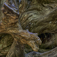 Buy canvas prints of Tree Root, Mariposa Grove, Yosemite by Derek Daniel