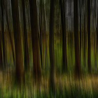 Buy canvas prints of Abstract Blurred Trees by Derek Daniel