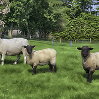 Buy canvas prints of 3 Sheep by Derek Daniel