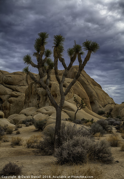 Joshua Tree National Park  Picture Board by Derek Daniel