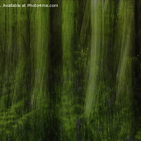 Buy canvas prints of Tree Abstract  by Derek Daniel