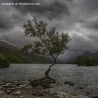 Buy canvas prints of The Dramatic Lone Tree of Llyn Padarn by Derek Daniel