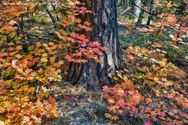 Autumn Colours Picture Board by Derek Daniel