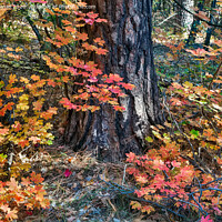 Buy canvas prints of Autumn Colours by Derek Daniel