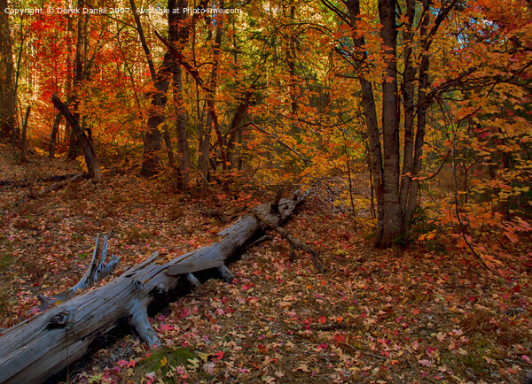 Autumn in Oak Creek Canyon, Sedona Picture Board by Derek Daniel