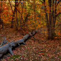 Buy canvas prints of Autumn in Oak Creek Canyon, Sedona by Derek Daniel