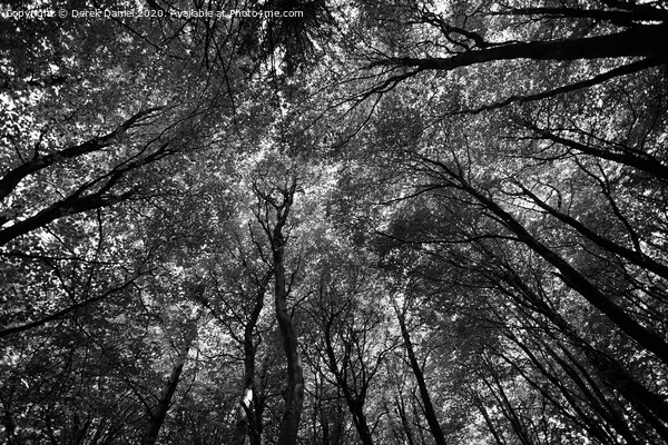 Majestic Canopy of Nature Picture Board by Derek Daniel