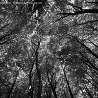 Buy canvas prints of Majestic Canopy of Nature by Derek Daniel