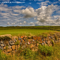 Buy canvas prints of Lichen covered stone wall, Cornwall by Derek Daniel