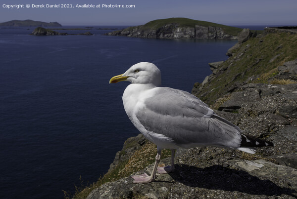 Seagull on the cliffs by Dunmore Head, Ireland Picture Board by Derek Daniel