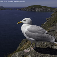 Buy canvas prints of Seagull on the cliffs by Dunmore Head, Ireland by Derek Daniel