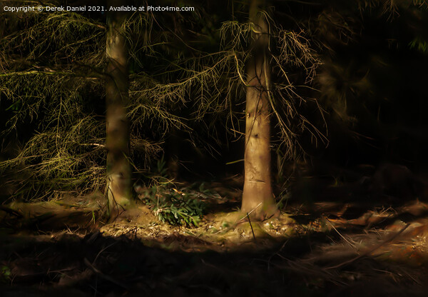 Sunlit Trees in a Dark Forest Picture Board by Derek Daniel