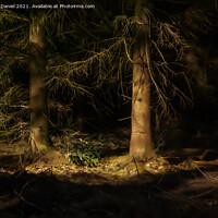 Buy canvas prints of Sunlit Trees in a Dark Forest by Derek Daniel