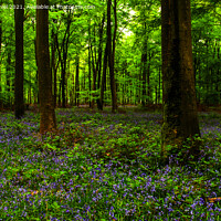 Buy canvas prints of Early morning at the bluebell wood at Micheldever by Derek Daniel