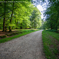 Buy canvas prints of A walk through The New Forest by Derek Daniel