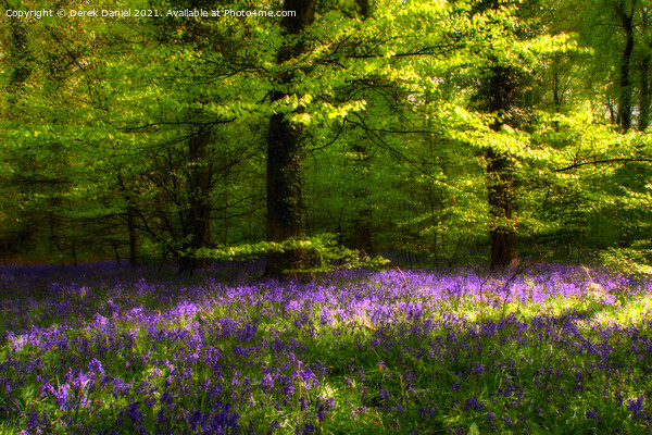 Enchanting Bluebell Woods Picture Board by Derek Daniel