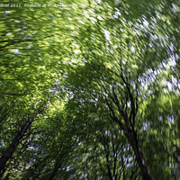 Buy canvas prints of Looking Up Into The Trees by Derek Daniel