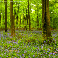Buy canvas prints of Early morning at the bluebell wood at Micheldever  by Derek Daniel