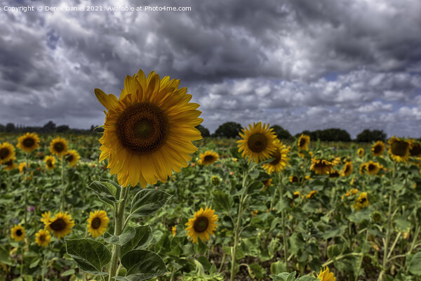 Sunflowers Picture Board by Derek Daniel