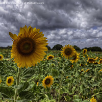 Buy canvas prints of Sunflowers by Derek Daniel