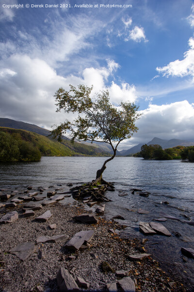 The Lone Tree at Llyn Padarn Picture Board by Derek Daniel