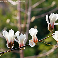 Buy canvas prints of White magnolia flowers begin to bloom in the spring garden. by Sergii Petruk