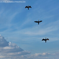 Buy canvas prints of Flying black herons in the blue cloudy sky. by Sergii Petruk