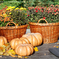 Buy canvas prints of Autumn warm still life with round pumpkins near baskets of chrysanthemums in blur in warm sunlight. by Sergii Petruk