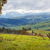 Buy canvas prints of Mountain landscape of spring Carpathians in early spring with low clouds and fresh green grass on the hills. by Sergii Petruk
