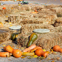 Buy canvas prints of Orange pumpkins lie among sheaves of hay on a playground in an autumn city park. by Sergii Petruk